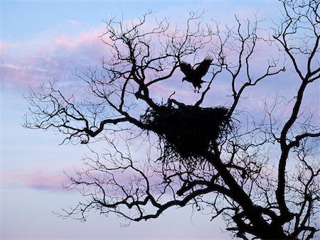 simsearch:854-03362156,k - Bald Eagle Landing on Nest, Llano, Texas, USA Stock Photo - Rights-Managed, Code: 700-00606986
