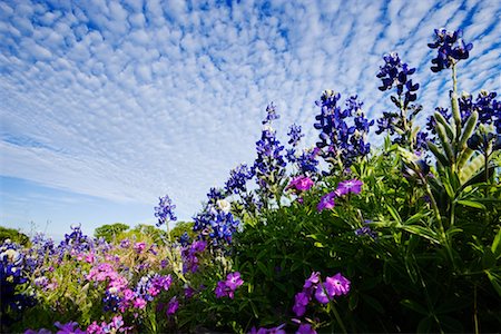 Bluebonnets and Phlox, Texas Hill Country, Texas, USA Stock Photo - Rights-Managed, Code: 700-00606988