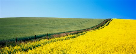simsearch:600-01236293,k - Canola et champs de blé, Beiseker, Alberta, Canada Photographie de stock - Rights-Managed, Code: 700-00607631