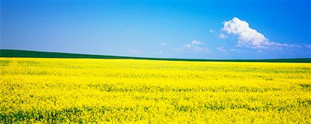 simsearch:600-01236293,k - Canola et champs de blé, Crossfield, Alberta, Canada Photographie de stock - Rights-Managed, Code: 700-00607632