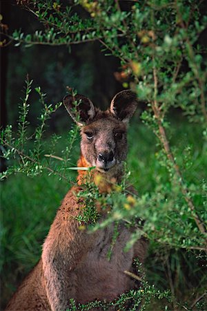 Eastern Grey Kangaroo, Euroka Clearing, Blue Mountains National Park, New South Wales, Australia Stock Photo - Rights-Managed, Code: 700-00607769