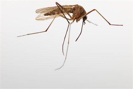 simsearch:700-00194432,k - Close-up of Mosquito Stock Photo - Rights-Managed, Code: 700-00608157