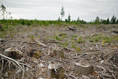 Clearcut Forest, Oregon, USA Stock Photo - Rights-Managed, Code: 700-00608158