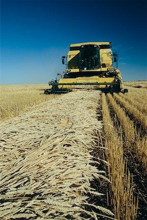 Harvesting Wheat, Shoal Lake, Manitoba, Canada Stock Photo - Rights-Managed, Code: 700-00608796