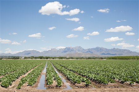 simsearch:700-00515479,k - Lettuce Field, New Mexico, USA Foto de stock - Con derechos protegidos, Código: 700-00617420