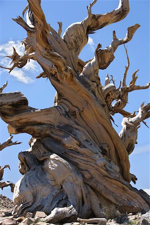 Tree, Ancient Bristlecone Forest, White Mountains, Inyo National Forest, California, USA Stock Photo - Rights-Managed, Code: 700-00617462