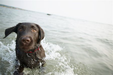 Dog Playing in Water Stock Photo - Rights-Managed, Code: 700-00617526