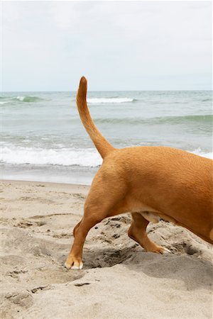 Back of Dog at Beach Stock Photo - Rights-Managed, Code: 700-00617535