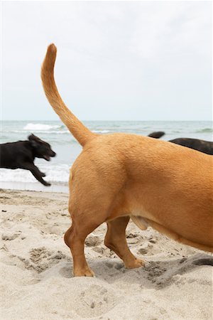 Dogs at Beach Stock Photo - Rights-Managed, Code: 700-00617536