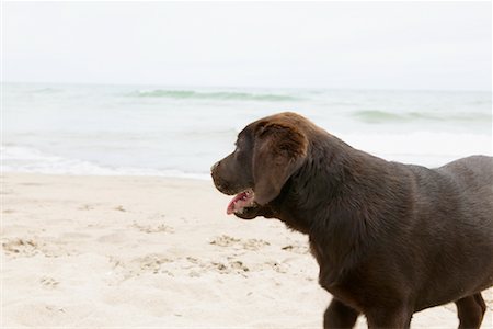 simsearch:700-00198258,k - Dog Looking into the Distance Stock Photo - Rights-Managed, Code: 700-00617532
