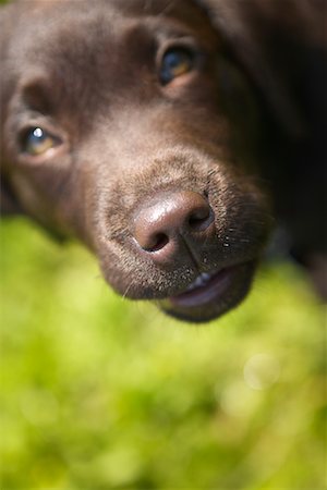 Portrait of Dog Stock Photo - Rights-Managed, Code: 700-00617540