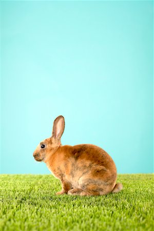 easter in canada - Portrait de lapin Photographie de stock - Rights-Managed, Code: 700-00618734