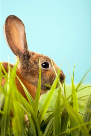 easter in canada - Close-up of Rabbit Stock Photo - Rights-Managed, Code: 700-00618738