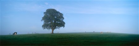 simsearch:700-00053425,k - Oak Tree at Dawn, Dorset, England Stock Photo - Rights-Managed, Code: 700-00610418