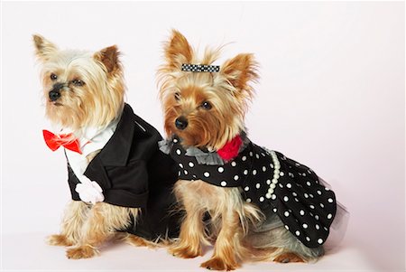 funny tuxedos - Portrait of Dogs Dressed in Formal Wear Stock Photo - Rights-Managed, Code: 700-00610891