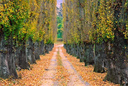 Poplar Alley, Bright, Victoria, Australia Stock Photo - Rights-Managed, Code: 700-00611146