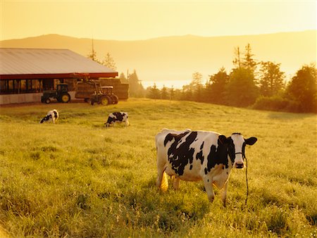 Dairy Cows Grazing in Field Stock Photo - Rights-Managed, Code: 700-00623435