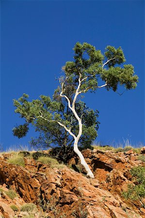 plants of the australian outback - Tree on Side of Ormiston Gorge In The West MacDonnell Ranges, Northern Territory, Australia Stock Photo - Rights-Managed, Code: 700-00635490