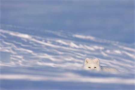Arctic Fox, Queen Maud Gulf, Nunavut Stock Photo - Rights-Managed, Code: 700-00639589