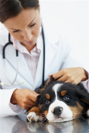 simsearch:700-00609561,k - Veterinarian Looking in Dog's Ear Stock Photo - Rights-Managed, Code: 700-00644259