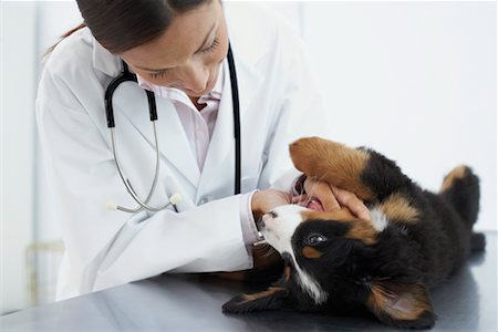 simsearch:700-00609561,k - Veterinarian Examining Puppy Stock Photo - Rights-Managed, Code: 700-00644268