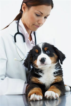 simsearch:700-00609561,k - Veterinarian Examining Puppy Stock Photo - Rights-Managed, Code: 700-00644260