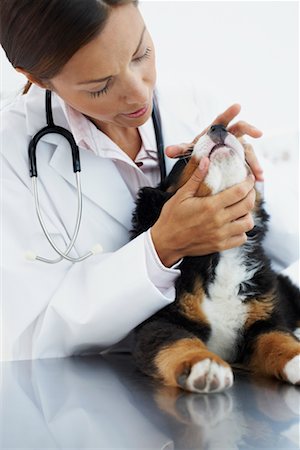 simsearch:700-00609561,k - Veterinarian Examining Puppy Stock Photo - Rights-Managed, Code: 700-00644261