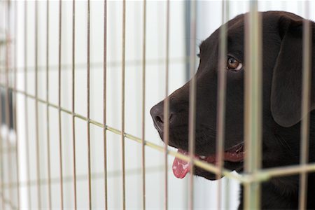 sad dog behind cage images - Dog in Cage Stock Photo - Rights-Managed, Code: 700-00641877