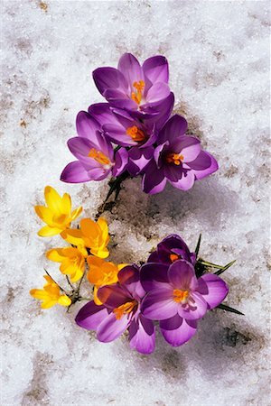 Crocuses In Snow Stock Photo - Rights-Managed, Code: 700-00659750