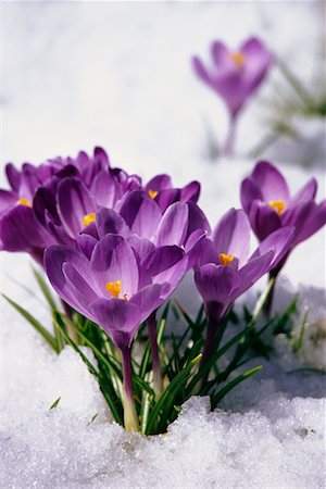 Crocuses In Snow Stock Photo - Rights-Managed, Code: 700-00659751