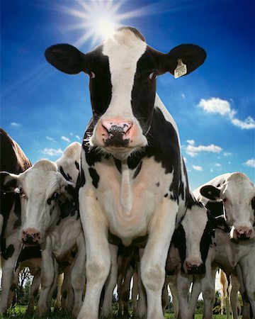 dairy cows looking at camera - Herd of Dairy Cows Stock Photo - Rights-Managed, Code: 700-00651277