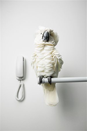 phone cord - White Cockatoo and Telephone Stock Photo - Rights-Managed, Code: 700-00678796