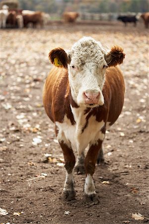 Cow Stock Photo - Rights-Managed, Code: 700-00684847