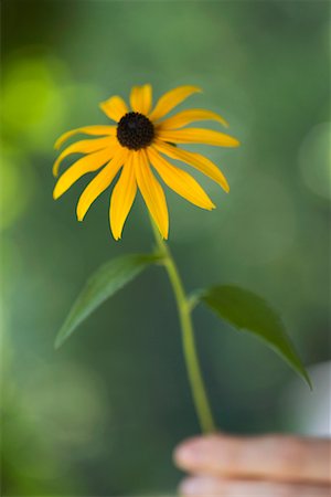 Woman Holding Black-Eyed Susan Stock Photo - Rights-Managed, Code: 700-00681262
