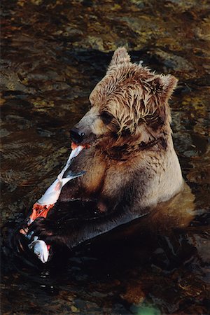 simsearch:700-02833750,k - Grizzly Bear, Knight Inlet, British Columbia, Canada Stock Photo - Rights-Managed, Code: 700-00712094