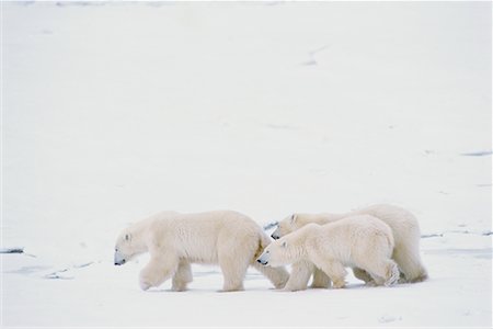 simsearch:700-01195251,k - Polar Bears, Churchill, Manitoba, Canada Stock Photo - Rights-Managed, Code: 700-00712096