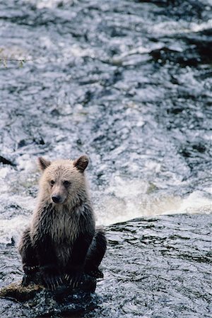 simsearch:700-02833750,k - Grizzly Bear, Knight Inlet, British Columbia, Canada Stock Photo - Rights-Managed, Code: 700-00712093