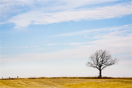 simsearch:700-00053425,k - Lone Tree in Field Stock Photo - Rights-Managed, Code: 700-00748095