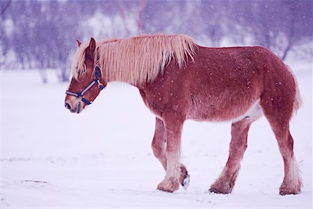 Horse Stock Photo - Rights-Managed, Code: 700-00748098