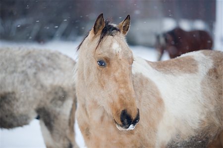 Horses Stock Photo - Rights-Managed, Code: 700-00748099