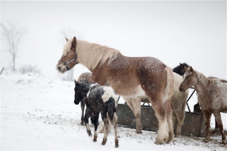 Horses Stock Photo - Rights-Managed, Code: 700-00748100