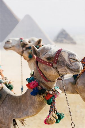 Camels, Egypt Stock Photo - Rights-Managed, Code: 700-00782201