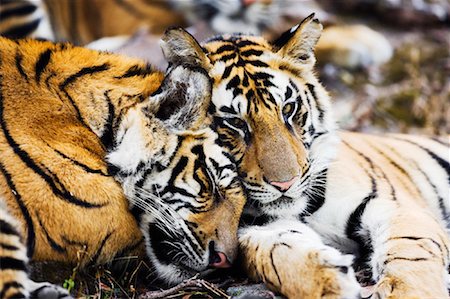 Tigers Sleeping Stock Photo - Rights-Managed, Code: 700-00800787