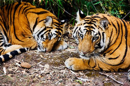 Tigers Resting Stock Photo - Rights-Managed, Code: 700-00800789