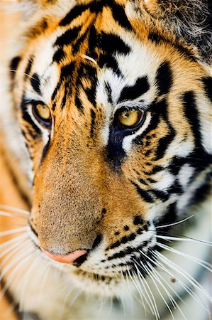 Portrait of Tiger Stock Photo - Rights-Managed, Code: 700-00800795