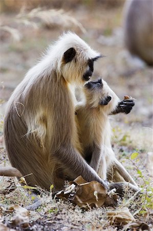 simsearch:600-01015188,k - Langur Monkeys Stock Photo - Rights-Managed, Code: 700-00800801