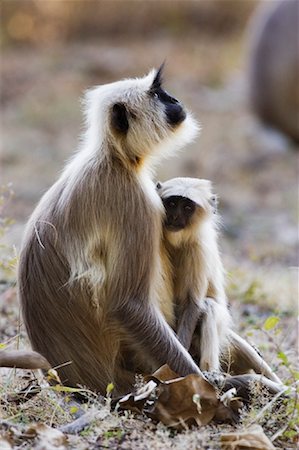simsearch:600-01015188,k - Langur Monkeys Stock Photo - Rights-Managed, Code: 700-00800802