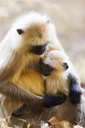 simsearch:600-01015188,k - Langur Monkeys Stock Photo - Rights-Managed, Code: 700-00800803