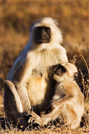 simsearch:600-01015188,k - Mother and Baby Langur Monkey Stock Photo - Rights-Managed, Code: 700-00800848