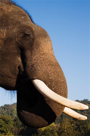 simsearch:700-05642172,k - Portrait of Indian Elephant, Bandhavgarh National Park, Madhya Pradesh, India Stock Photo - Rights-Managed, Code: 700-00800843